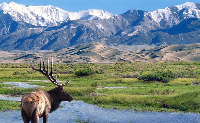 A large elk in a field with mountains in the background AI-generated content may be incorrect.