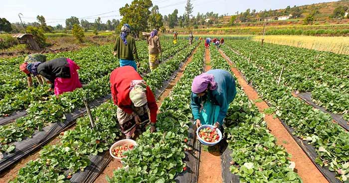 غذاهای محلی و ارگانیک